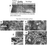 Cutin-like materials with advanced functionalities and methods of manufacture