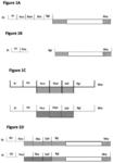 FUSION PROTEIN COMPRISING MULTIPLE HINGE SEQUENCES