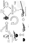 Systems, compositions, and methods for transplantation