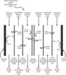 MULTI-STAGE BIPOLAR ELECTRODIALYSIS SYSTEM FOR HIGH CONCENTRATION ACID OR BASE PRODUCTION