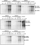 SULFAMOYLBENZAMIDE DERIVATIVES AS ANTIVIRAL AGENTS AGAINST HBV INFECTION