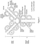 Agents for influenza neutralization