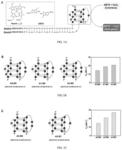 Material and method for colorimetric detection of small-molecule targets