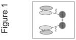 GROWTH DIFFERENTIATION FACTOR 15 (GDF-15) CONSTRUCTS