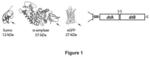 Delivery of structurally diverse polypeptide cargo into mammalian cells by a bacterial toxin