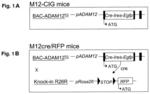 ADAM12 inhibitors and their use against inflammation-induced fibrosis