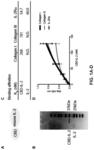 METHODS AND COMPOSITIONS FOR TREATING CANCER WITH ECM-AFFINITY PEPTIDES LINKED TO CYTOKINES