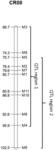 LETTUCE PLANTS HAVING RESISTANCE TO NASONOVIA RIBISNIGRI BIOTYPE NR:1