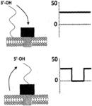 COUPLING METHOD