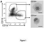 Anti-LSP1 antibody