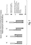 Chimeric clotting factors