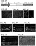 RESTORATION OF VISUAL RESPONSES BY IN VIVO DELIVERY OF RHODOPSIN NUCLEIC ACIDS