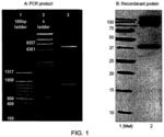 Anti-Transglutaminase 2 Antibodies