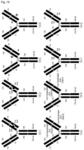 Domain-exchanged antibody