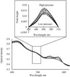 ANTIOXIDANT SENSOR AND METHOD OF MEASURING ANTIOXIDANT VALUE