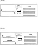 Ras opposite (ROP) and related nucleic acid molecules that confer resistance to coleopteran and/or hemipteran pests