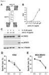 METHODS AND COMPOUNDS FOR IMPROVED IMMUNE CELL THERAPY