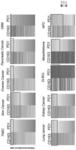 Combined use of anti PD-1 and anti M-CSF antibodies in the treatment of cancer