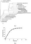 Burkholderia and applications thereof