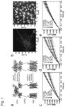 Method for evaluating activity of G protein-coupled receptor (GPCR)