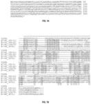 VISTA REGULATORY T CELL MEDIATOR PROTEIN, VISTA BINDING AGENTS AND USE THEREOF