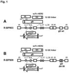 Herpesvirus with modified glycoprotein B