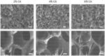 DRUG SCREENING PLATFORM USING BIOMATERIAL SCAFFOLDS