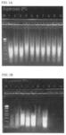 Method of preparing cell free nucleic acid molecules by in situ amplification