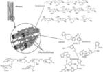 CONTROLLED PH BIOMASS TREATMENT