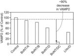 BOTULINUM NEUROTOXIN FOR TREATMENT OF DISORDERS ASSOCIATED WITH MELANOCYTE HYPERACTIVITY AND/OR EXCESS MELANIN