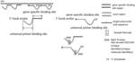 HOOKED PROBE, METHOD FOR LIGATING NUCLEIC ACID AND METHOD FOR CONSTRUCTING SEQUENCING LIBRARY