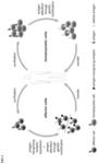 Combination of immune effector cells specific for a target antigen and hematopoietic cells that express the target antigen in an altered form