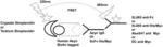 ANTIBODIES TO ALPHA-SYNUCLEIN AND USES THEREOF