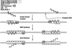 RECOMBINASE POLYMERASE AMPLIFICATION