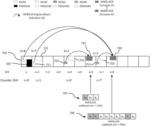 METHOD AND APPARATUS FOR HARQ-ACK CODEBOOK SIZE DETERMINATION AND RESOURCE SELECTION IN NR