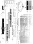 TALEN-BASED GENE CORRECTION