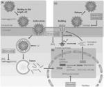 COMPOSITION FOR PREVENTING OR INHIBITING INFLUENZA VIRUS INFECTION, CONTAINING GINSENG BERRY POLYSACCHARIDES
