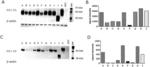 ZIKA VIRUS VACCINE