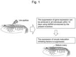 Method of releasing the suppression of egg maturation in economically-important prawn/shrimp species