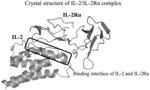 NOVEL INTERLEUKIN-2 AND USE THEREOF