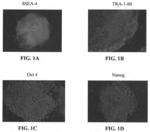 Human iPSC-derived vascular-related and hematopoetic cells for therapies and toxicology/drug screenings