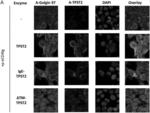 COMPOSITIONS AND METHODS FOR IN VIVO POST TRANSLATIONAL MODIFICATION