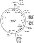 Methods for producing transgenic plants