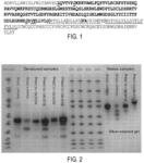 POLYPEPTIDES AND USES THEREOF FOR TREATMENT OF AUTOIMMUNE DISORDERS AND INFECTION