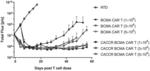 BCMA CAR-T CELLS WITH ENHANCED ACTIVITIES