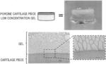 GEL FORMING KIT, GEL, AND METHOD FOR PRODUCING GEL