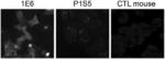 ANTIBODIES HAVING SPECIFICITY FOR THE ORF2I PROTEIN OF HEPATITIS E VIRUS AND USES THEREOF FOR DIAGNOSTIC PURPOSES