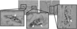 MITOCHONDRIAL AUGMENTATION THERAPY OF OCULAR DISEASES