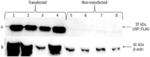 BIOPHARMACEUTICAL AGENTS FOR USE IN REDUCING LIPID CONTENT IN CELLS