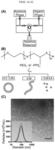 Facile assembly of soft nanoarchitectures and co-loading of hydrophilic and hydrophobic molecules via flash nanoprecipitation